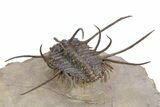 Flying Ceratonurus Trilobite - Top Quality Prep #357052-2